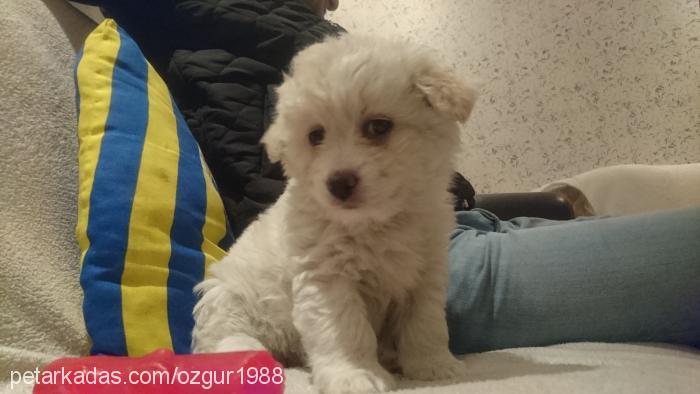 tarçın Dişi Bichon Havanese