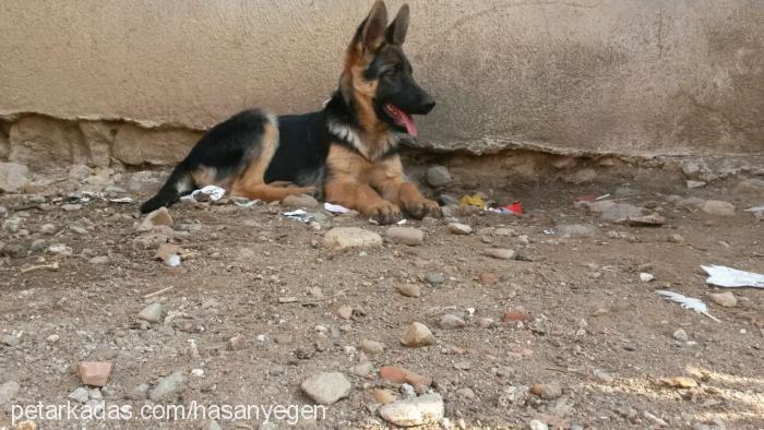 daisy Dişi Alman Çoban Köpeği