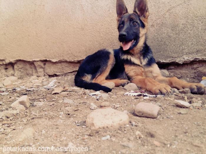 daisy Dişi Alman Çoban Köpeği