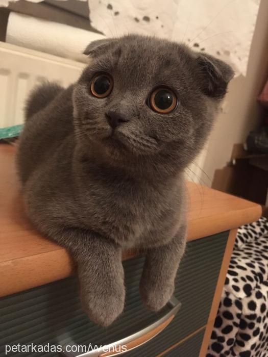 venüs Dişi Scottish Fold