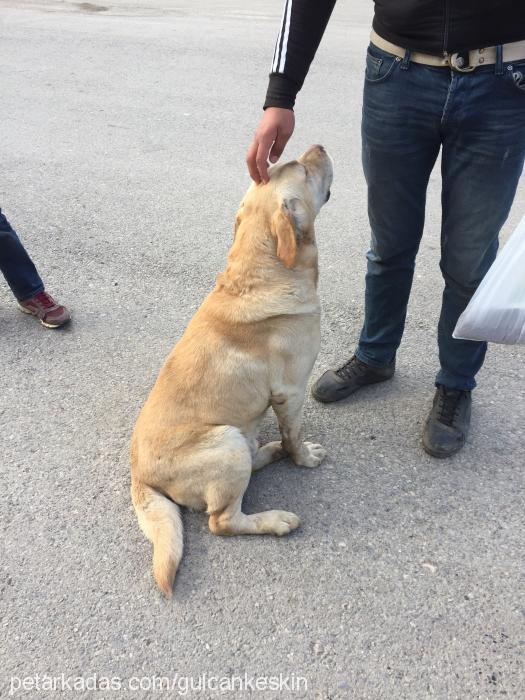 baŞkan Erkek Labrador Retriever