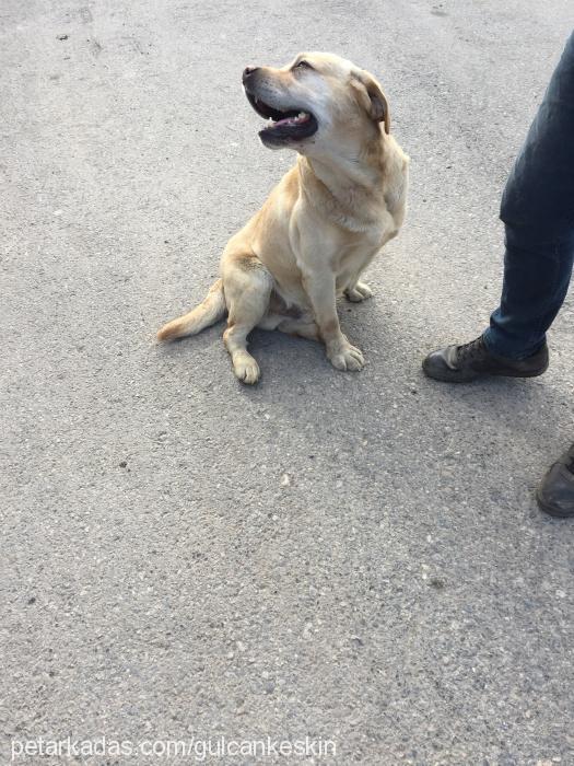 baŞkan Erkek Labrador Retriever