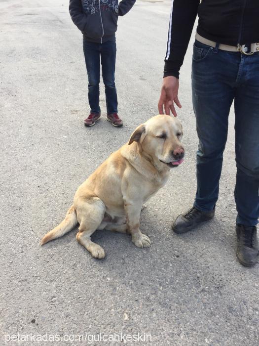 baŞkan Erkek Labrador Retriever