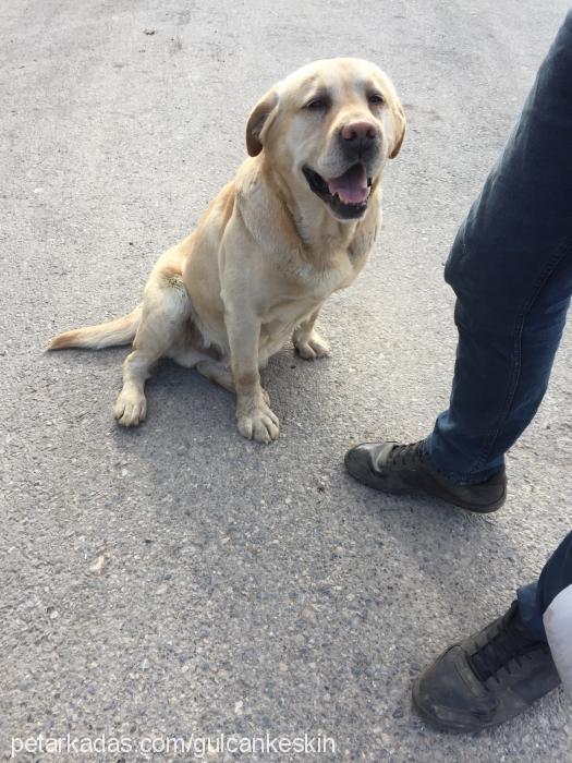 baŞkan Erkek Labrador Retriever