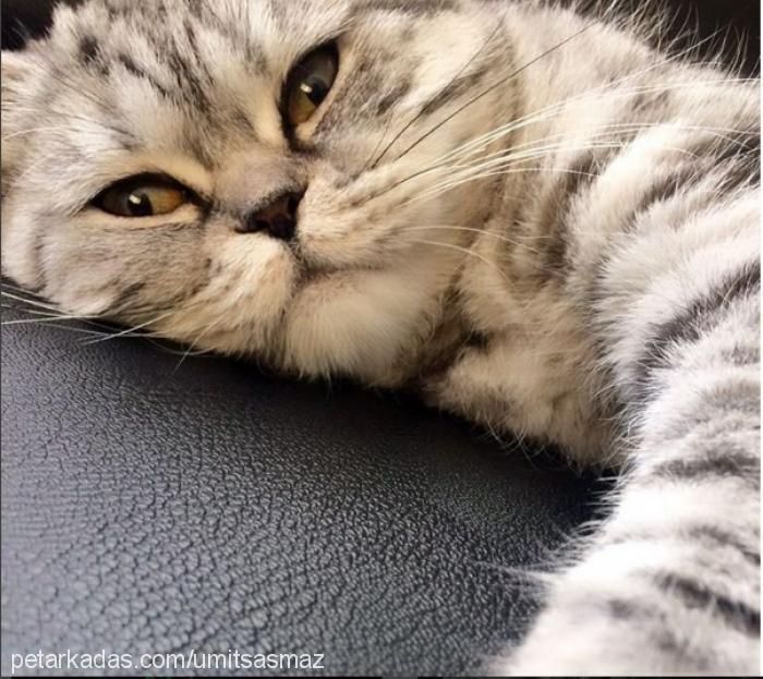 fatoş Dişi British Shorthair