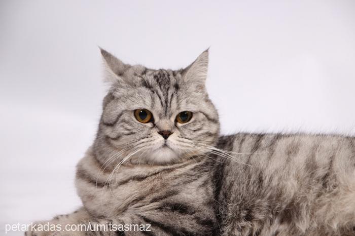 fatoş Dişi British Shorthair