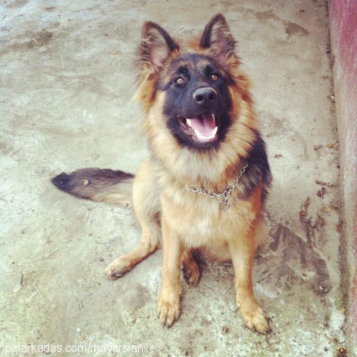 maya Dişi Alman Çoban Köpeği