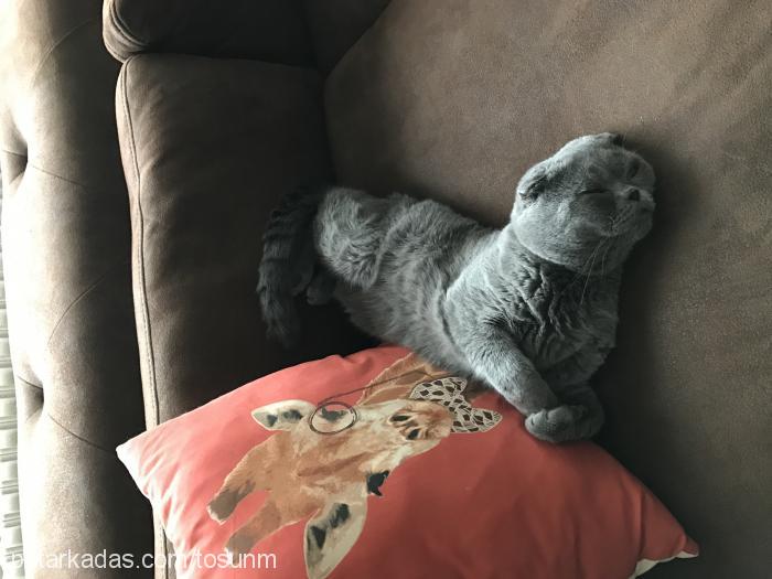 balbadem Erkek Scottish Fold