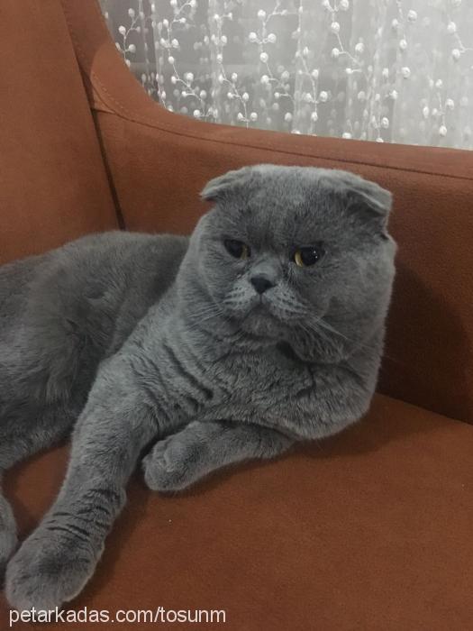 balbadem Erkek Scottish Fold