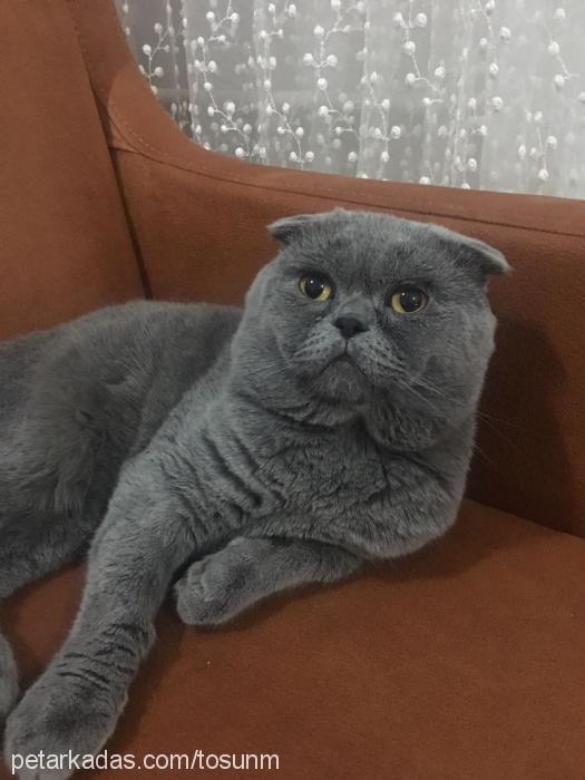 balbadem Erkek Scottish Fold