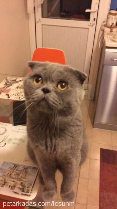 balbadem Erkek Scottish Fold