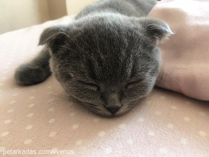 venüs Dişi Scottish Fold