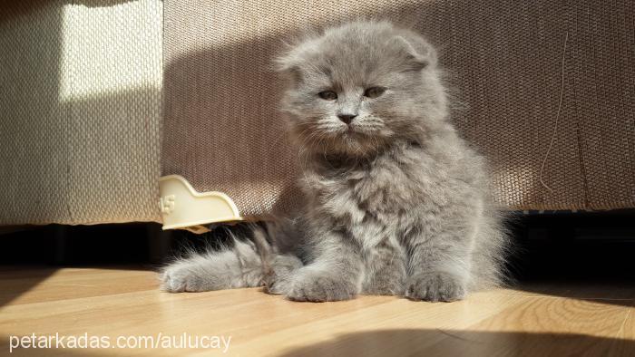 Şila Dişi Scottish Fold