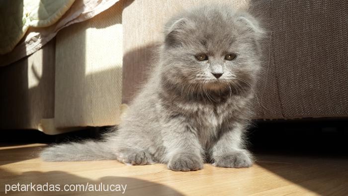 Şila Dişi Scottish Fold