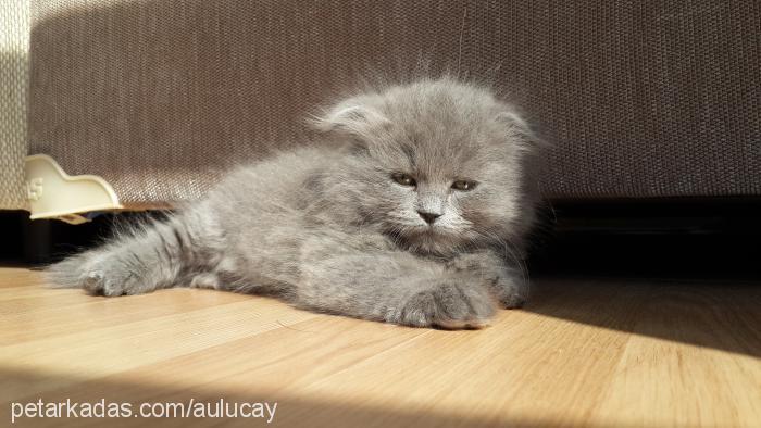 Şila Dişi Scottish Fold