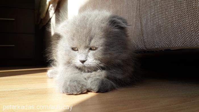 Şila Dişi Scottish Fold