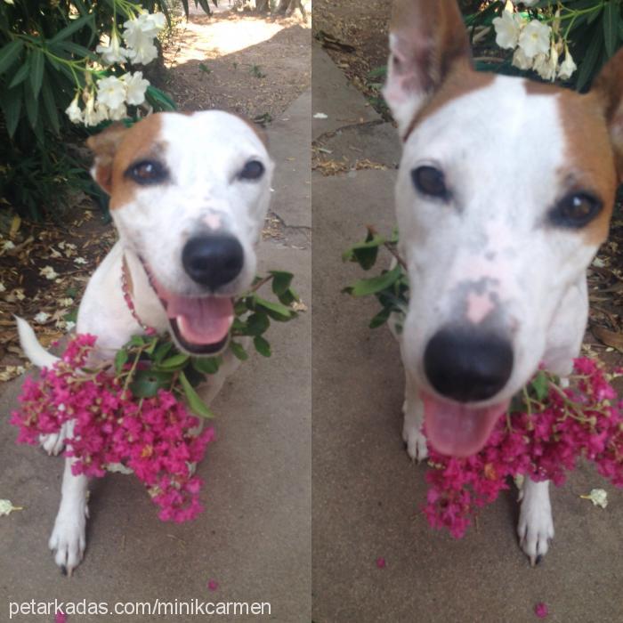 carmen Dişi Jack Russell Terrier