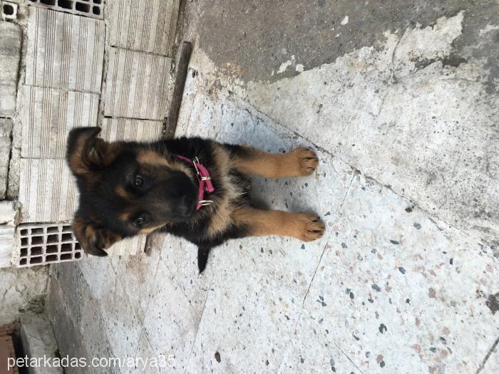 arya Dişi Alman Çoban Köpeği