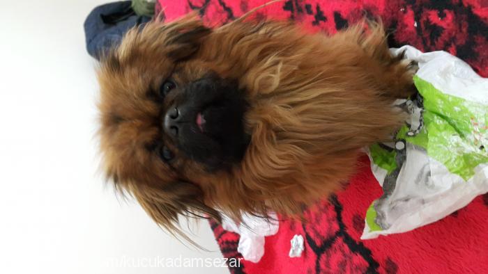 sezar Erkek Pekingese