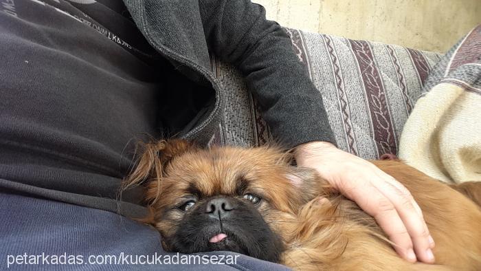 sezar Erkek Pekingese