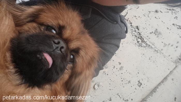 sezar Erkek Pekingese