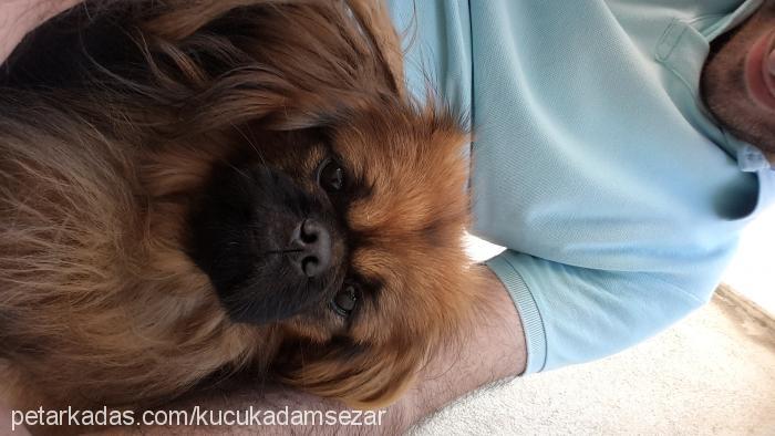 sezar Erkek Pekingese