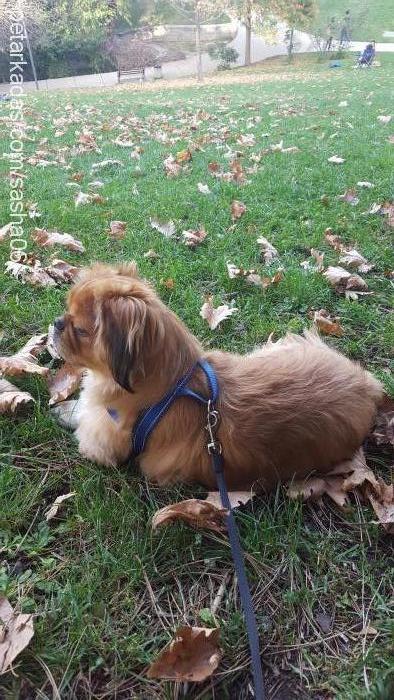 mikado Erkek Tibetli Spaniel