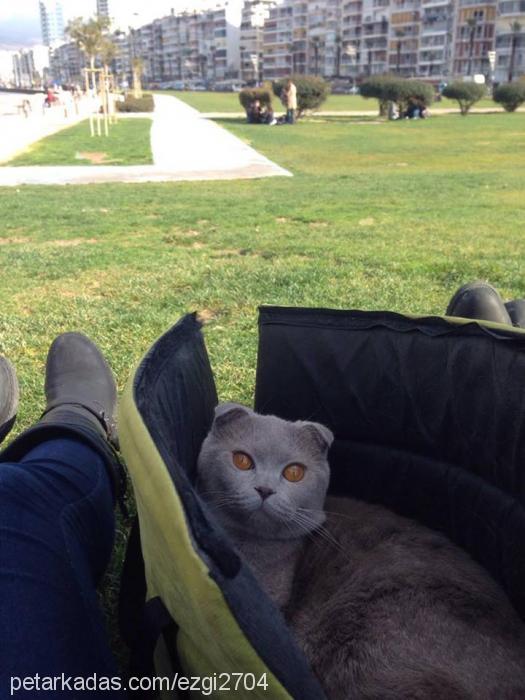 dobby Erkek Scottish Fold