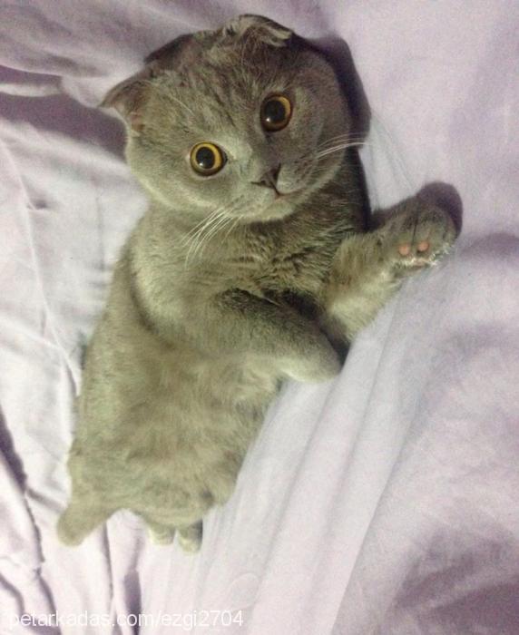 dobby Erkek Scottish Fold