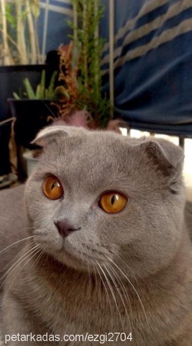 dobby Erkek Scottish Fold