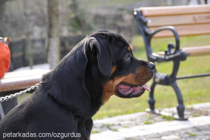 shela Dişi Rottweiler