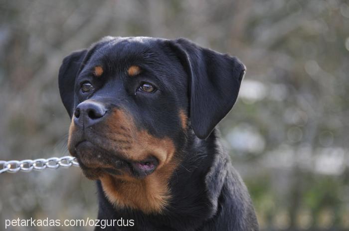 shela Dişi Rottweiler