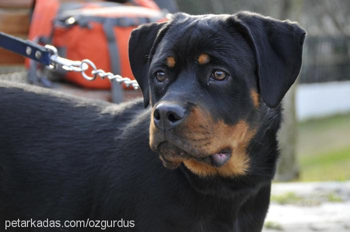 shela Dişi Rottweiler