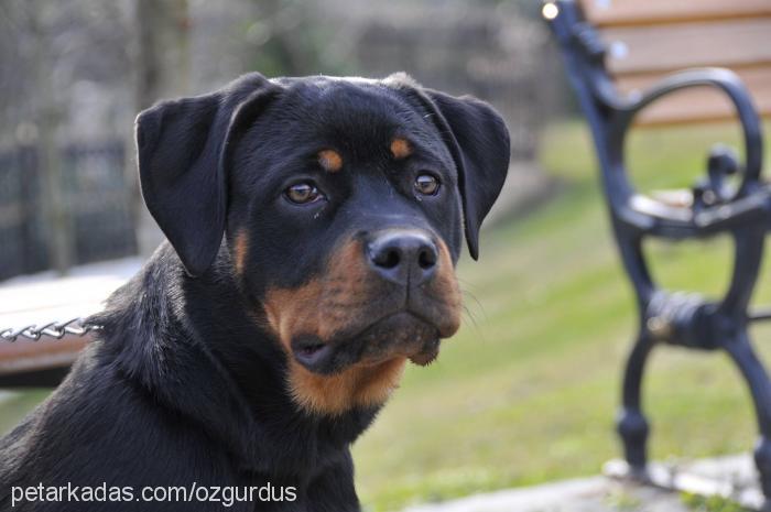 shela Dişi Rottweiler