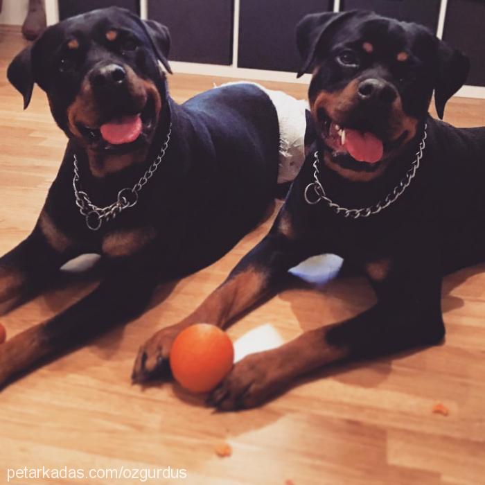 shela Dişi Rottweiler