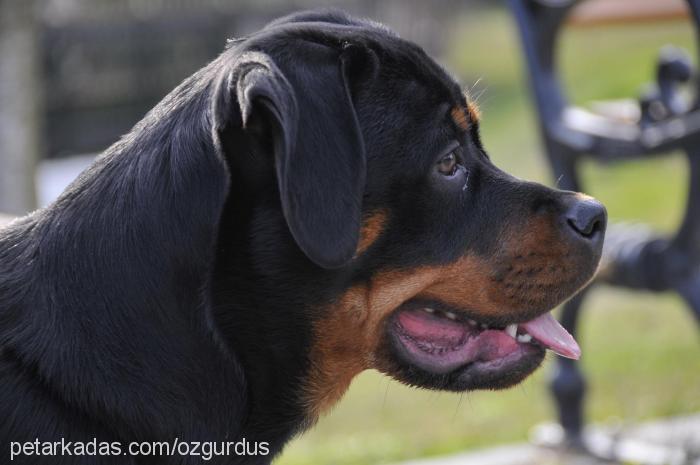 shela Dişi Rottweiler