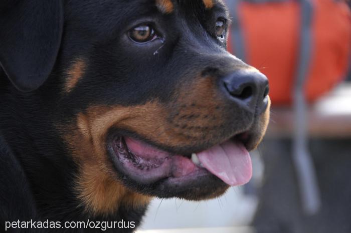 shela Dişi Rottweiler