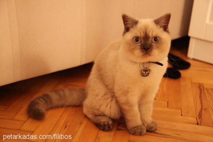 barney Erkek British Shorthair