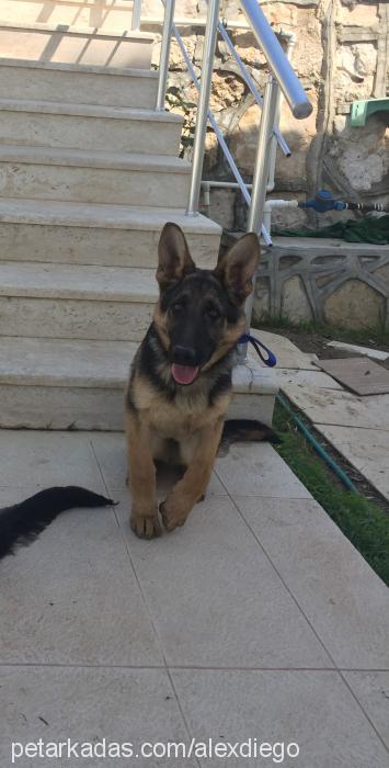 alex Erkek Alman Çoban Köpeği