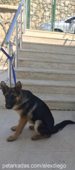 diego Erkek Alman Çoban Köpeği