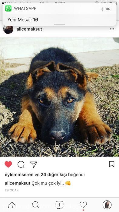 diego Erkek Alman Çoban Köpeği