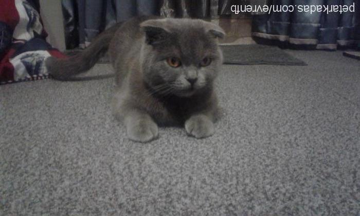 hera Dişi Scottish Fold