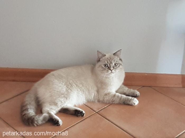 mocha Dişi British Shorthair