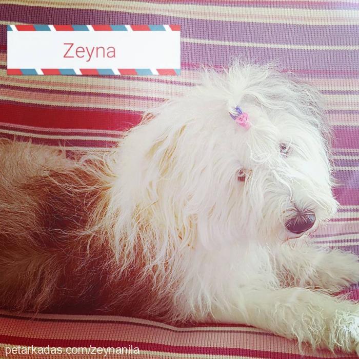 zeyna Dişi Old English Sheepdog