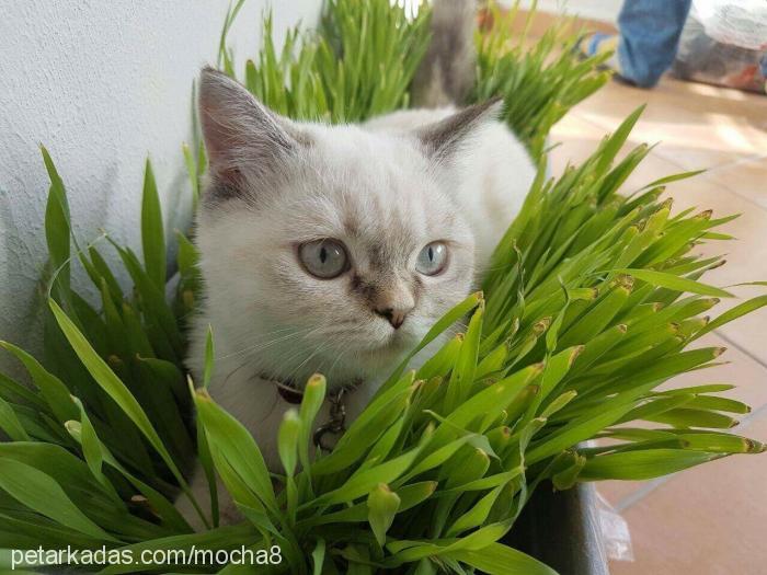 mocha Dişi British Shorthair