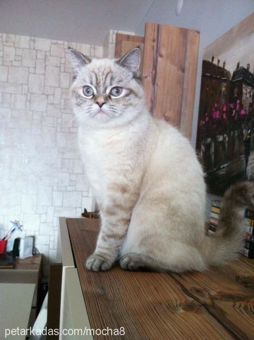 mocha Dişi British Shorthair