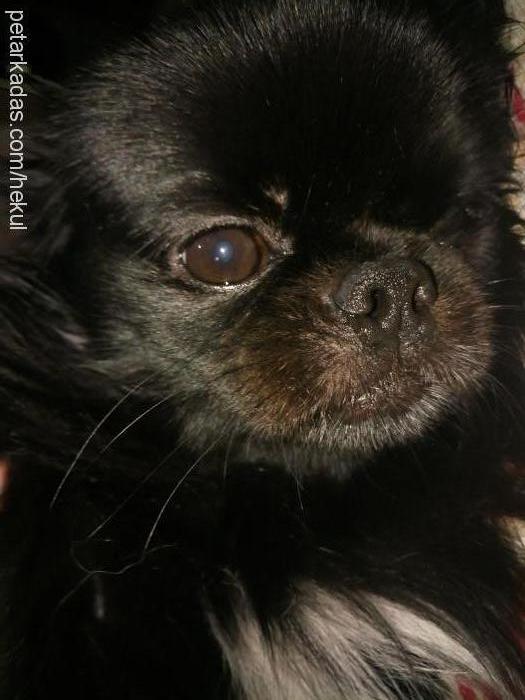 pascal Erkek Tibetli Spaniel