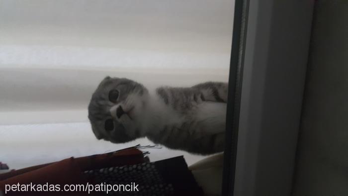 pati Dişi Scottish Fold