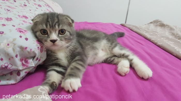 pati Dişi Scottish Fold