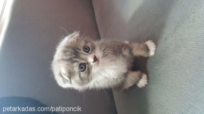 pati Dişi Scottish Fold